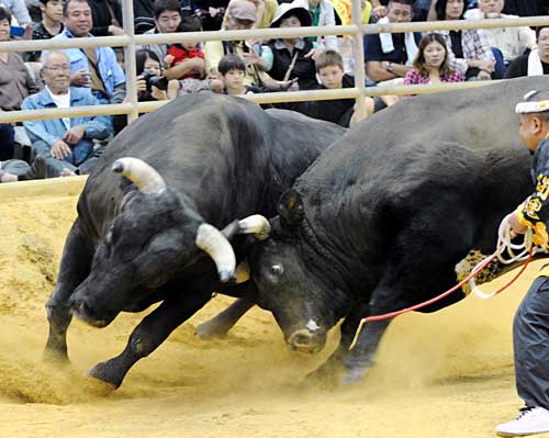 All-Okinawa Bullfighting Autumn Tournament attracts 4,500 spectators