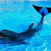Aged dolphin with artificial tail fin dies at Okinawa aquarium