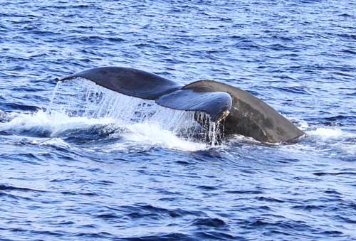 Humpback whale appears in waters near Zamami Island