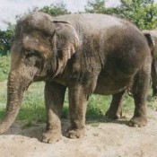 Fukushima zoo’s elephants to move to Okinawa during winter 