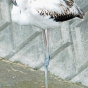 Flamingo found in Okinawa