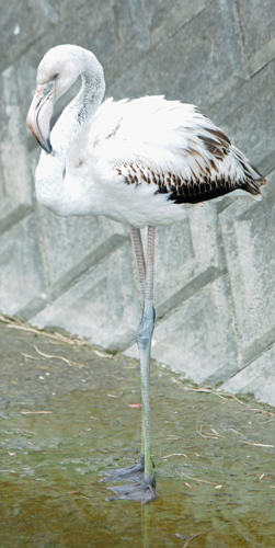 Flamingo found in Okinawa