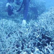 Coral community in Oura Bay damaged
