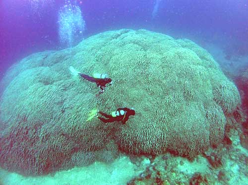 Largest coral clump in Japan discovered in Nagura Bay
