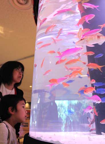 Okinawa Churaumi Aquarium exhibiting fish from coral reefs in Okinawa