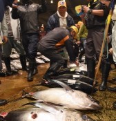 The year's first auction at Tomari Fish Market
