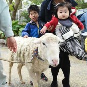 Two sheep join Okinawa Zoo and Museum