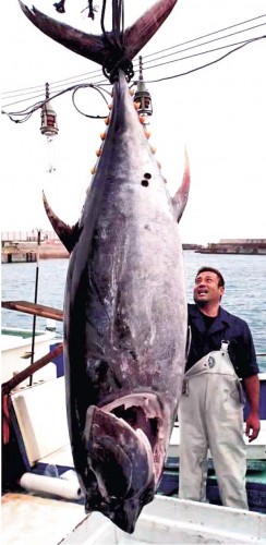 A 220-kilo Bluefin tuna, the first of the year, thrills Hentona fishing port