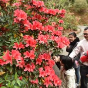 Brightly-Colored Azalea Festival Brings Spring to Higashi Village