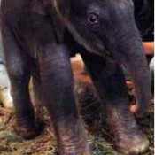 Indian elephant Ryuka  has first baby in Okinawa