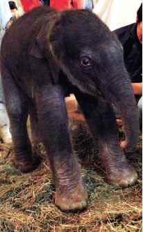 Indian elephant Ryuka  has first baby in Okinawa