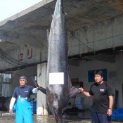 Largest black marlin ever caught off Yomitan