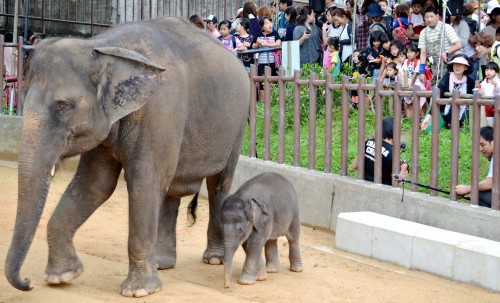 A baby elephant meets the Okinawan public 