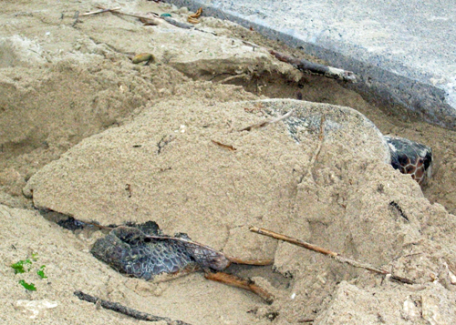 Sea turtle appears on the day Unjami festival honors the sea gods　