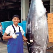 Big Bluefin tuna landed at Ishigaki fishing port