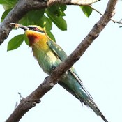 Blue-tailed bee-eater spotted in Naha