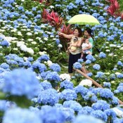 Rainy season starts later than usual in Okinawa