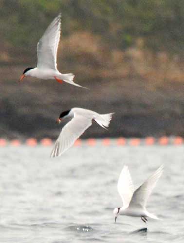 Endangered birds fly on Oura Bay