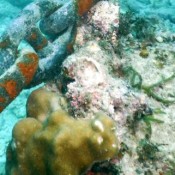 New damage found on coral in Oura Bay possibly due to Henoko relocation plan