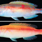 Churashima Foundation confirms a new type of wrasse fish, never before collected for study in Japan