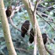 Three Ryukyu brown hawk owl babies found in Nago castle  