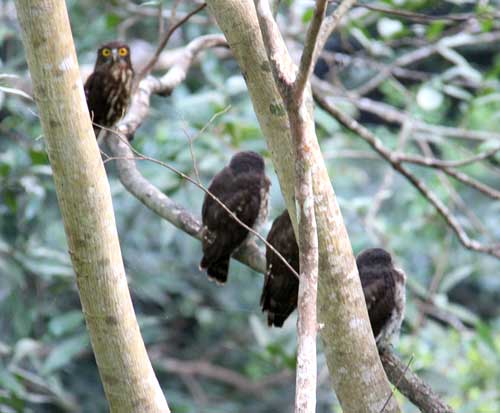Three Ryukyu brown hawk owl babies found in Nago castle  