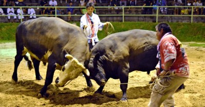 In UshiOrase, a fierce battle between two bulls provided thrills at the multidisciplinary events square (bull ring) on the night of August 22