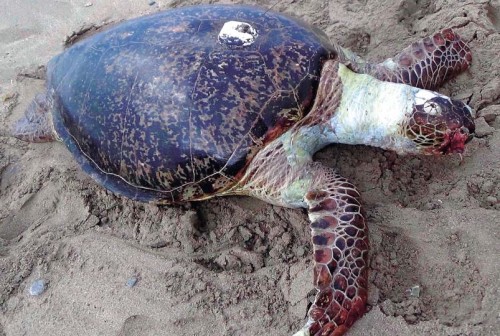 GPS shows sea turtle drifted from Saipan to Kunigami