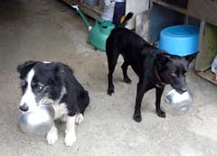 Butch and Charo carry their bowls in their month to get food from the owners.