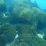 Katsuren Peninsula: rich sea where coral reefs live