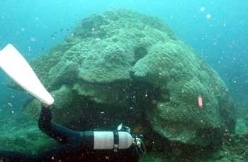 Huge hamasango corals or Porites cylindrica, which is 6 meters in diameter, at Yokobishi reef (water depth about 13 meters) 
