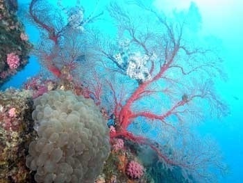 Mizutama coral Plerogyra sinuosa (front left) and Ishobana Melithaea flabellifera have a symbiotic relationship at Tsuken reef 20 (water depth of about 16 meters).  