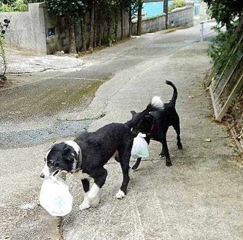 Dogs learn from owner to take garbage out