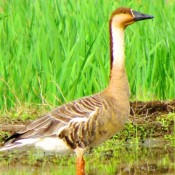 Kijoka elementary school children find swan goose