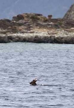 Kerama deer swims across sea searching for a mate