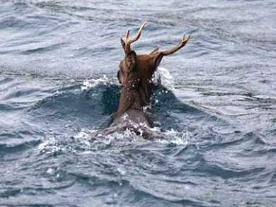 The deer swims in Tokashiki Port on November 2. 
