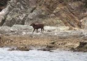 The deer reached the nothern shore on November 2. (All photographs provided by Tokashiki Village Office) 