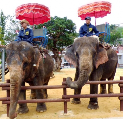 Two elephants from Fukushima return to Okinawa Zoo and Museum