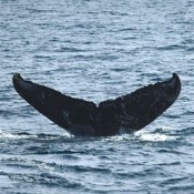 Whale watching tour starts