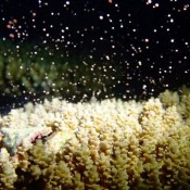 OIST scientist proposes new theory on limited migration of coral reefs in Okinawa