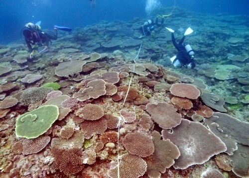Coral reefs in Oura Bay recovering from El Nino
