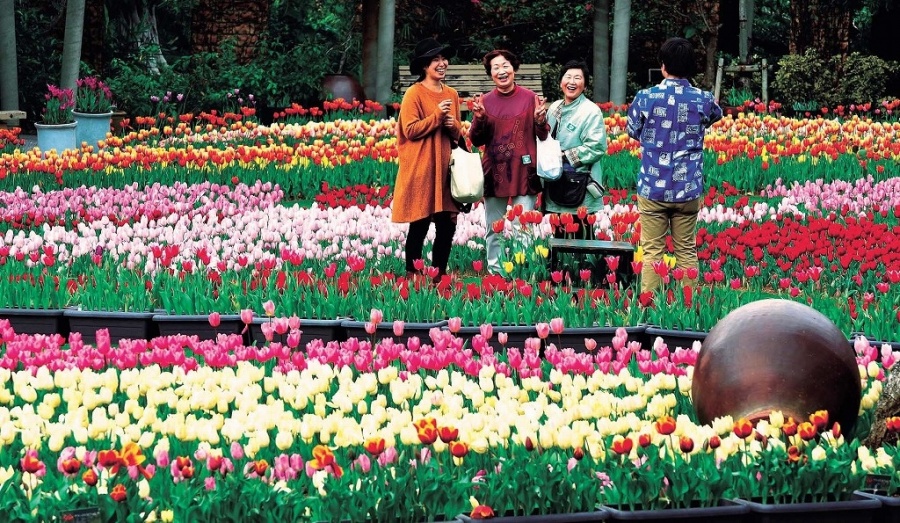 80,000 colorful tulips at Okinawa Expo Park