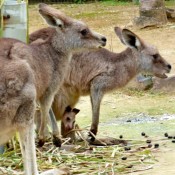 Newborn baby kangaroo in Okinawa Zoo and Museum