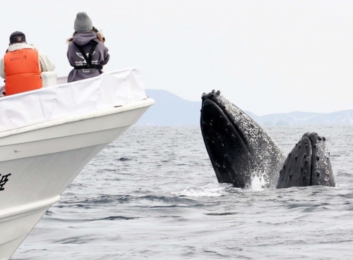 Friendly humpback whales greet Zamami visitors