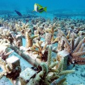 World's largest coral transplantation in Okinawa