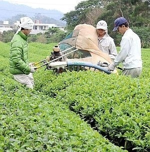 This year's first crop of tea leaves harvested in Nago