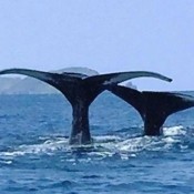 Whale couple dance in Tokashiki