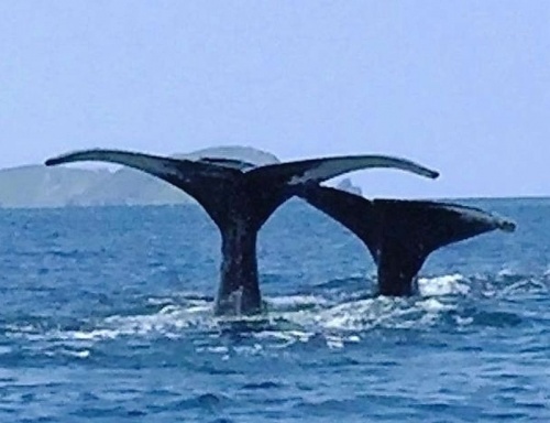 Whale couple dance in Tokashiki