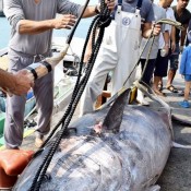 Biggest tuna caught in Ishigaki