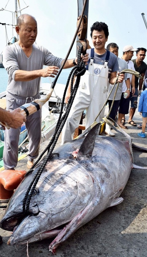 Biggest tuna caught in Ishigaki